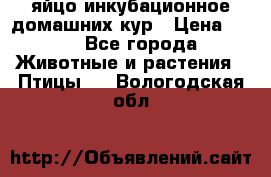 яйцо инкубационное домашних кур › Цена ­ 25 - Все города Животные и растения » Птицы   . Вологодская обл.